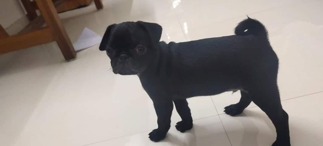 Simba — black pug
